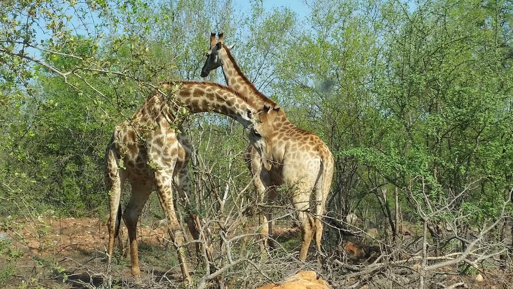 Rio Dos Elefantes River Camp Hoedspruit Eksteriør billede