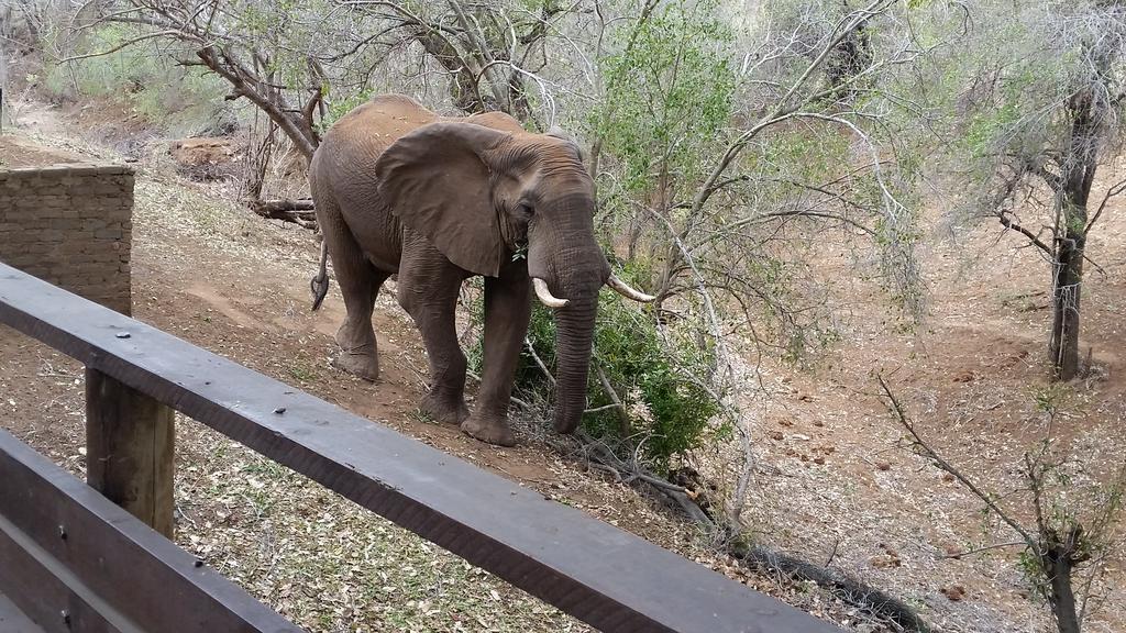 Rio Dos Elefantes River Camp Hoedspruit Eksteriør billede