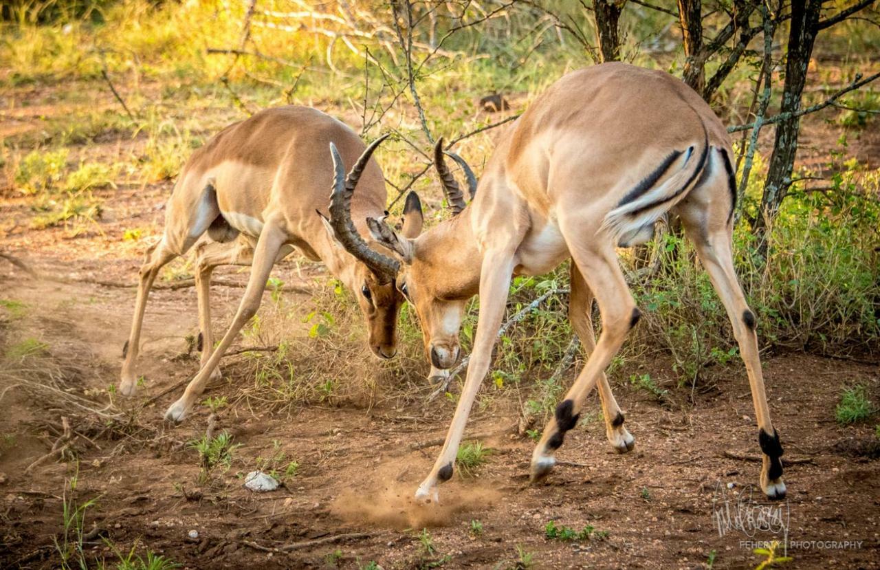 Rio Dos Elefantes River Camp Hoedspruit Eksteriør billede