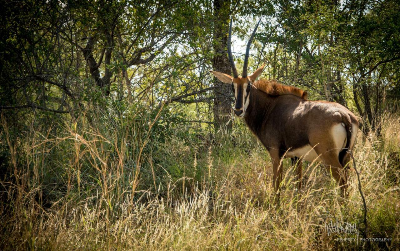 Rio Dos Elefantes River Camp Hoedspruit Eksteriør billede