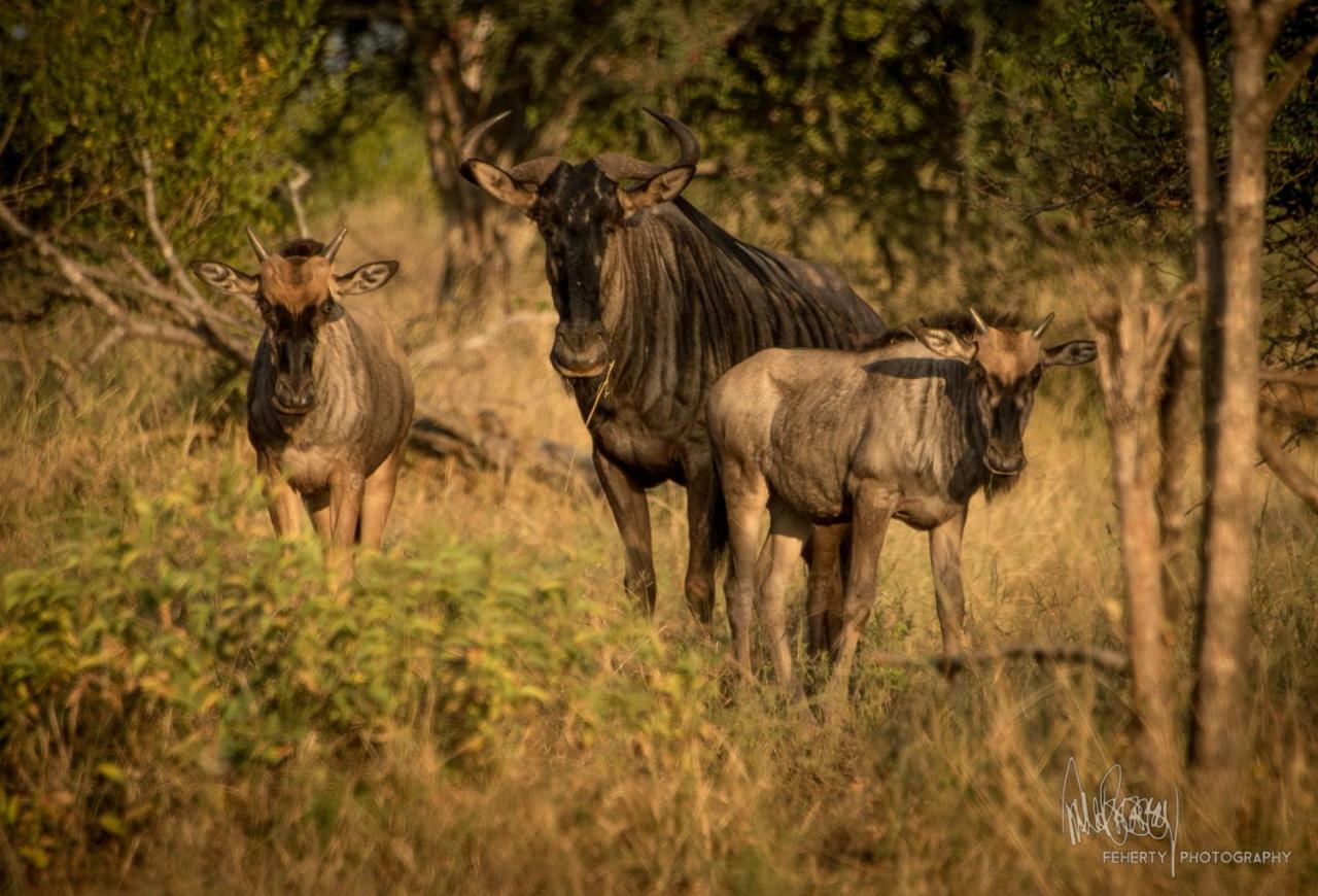 Rio Dos Elefantes River Camp Hoedspruit Eksteriør billede
